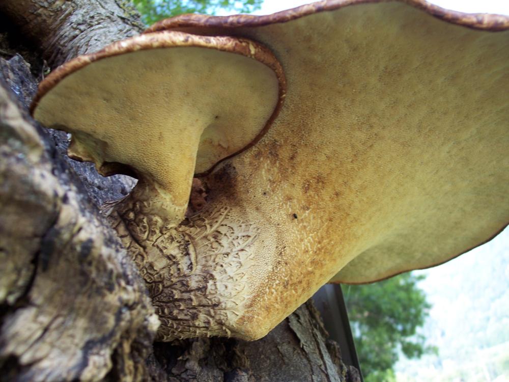 Finalmente funghi in valle (aosta)